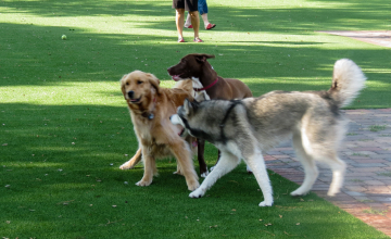 Pet-Friendly Artificial Grass